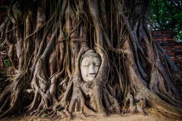 Лицо Будды в корнях дерева, Айютайя, Таиланд