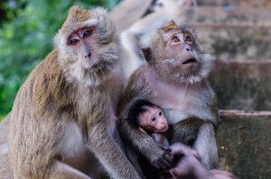 Monkeys On The Stairways (Wat Tham Seua, Краби, Таиланд.)