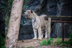 Chiang Mai Zoo Beliy Tigr (Зоопарк Чианг Мая.)