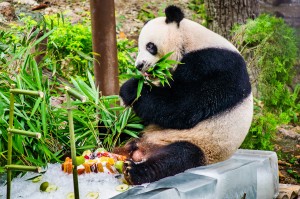 Chiang Mai Zoo Chuang Chuang Eating Bamboo (Зоопарк Чианг Мая.)
