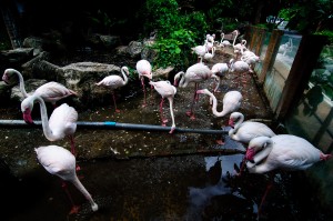 Chiang Mai Zoo Flamingo (Зоопарк Чианг Мая.)
