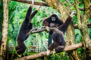 Chiang Mai Zoo Lemurs (Зоопарк Чианг Мая.)