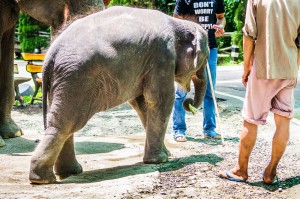Chiang Mai Zoo Young Elephant (Зоопарк Чианг Мая.)