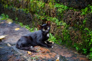 Doi Ngam Muang Black Kittie (Wat Doi Ngam Muang и котики.)