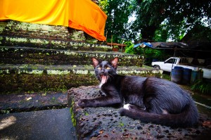 Doi Ngam Muang Black Kittie Yawn (Wat Doi Ngam Muang и котики.)