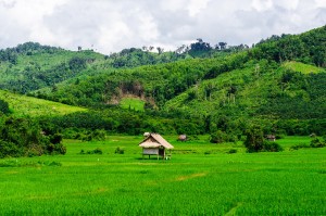 Landscape Laos Rice Fields (Дороги Лаоса. Из Бокео в Луангпхабанг.)
