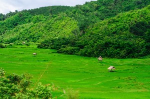 Laos Rice Fields With Laos Green (Дороги Лаоса. Из Бокео в Луангпхабанг.)