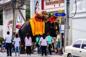 Ayuthaya Sports Day Procession Elephant Too High (День спорта в одной из школ Айютайи.)