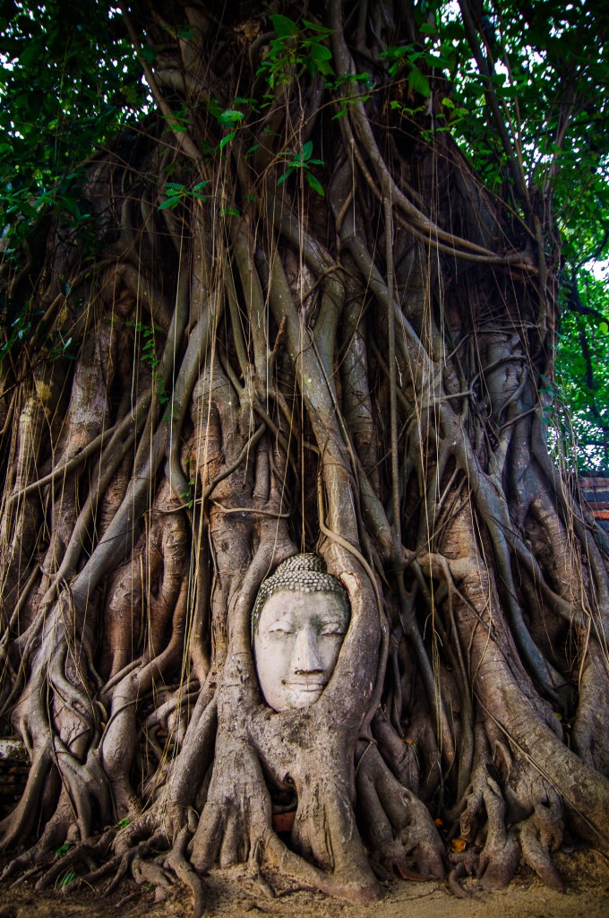 Лицо Будды в корнях дерева