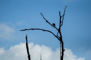 Bird On The Dead Tree (Рафт-хаус Putawan и озеро Чео Лан.)
