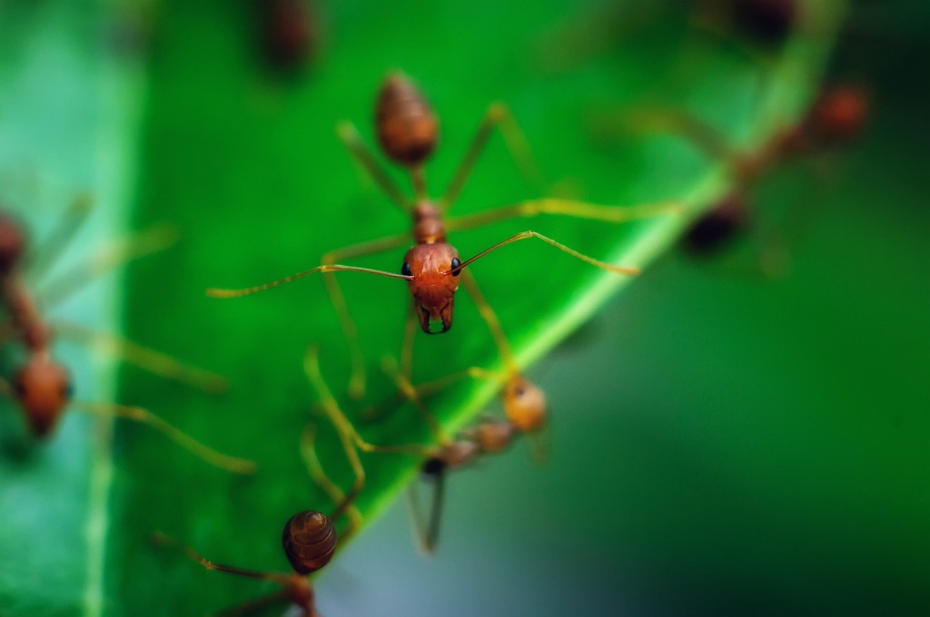 Неизвестный мне вид муравьев.