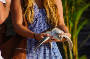 20 Th Annual Turtle Release 04 (20-й ежегодный выпуск морских черепах в море.)