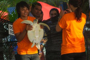 20 Th Annual Turtle Release 11 (20-й ежегодный выпуск морских черепах в море.)