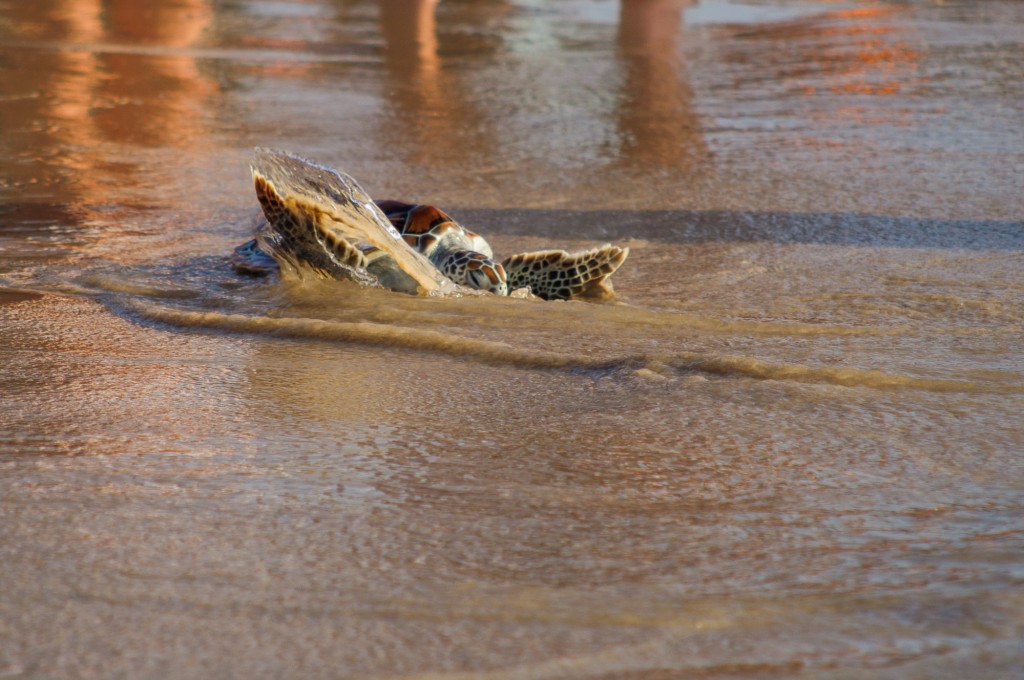 20-й ежегодный выпуск морских черепах в море.