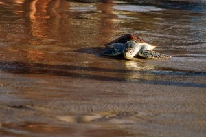 20 Th Annual Turtle Release 40 (20-й ежегодный выпуск морских черепах в море.)