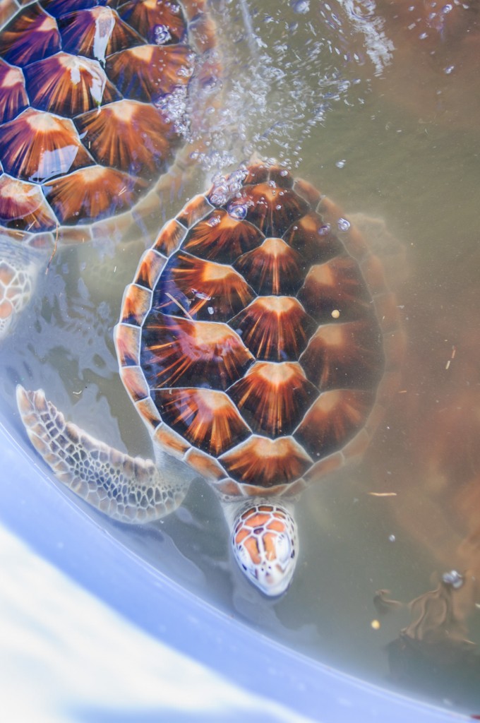 20-й ежегодный выпуск морских черепах в море.