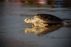 (20-й ежегодный выпуск морских черепах в море.)