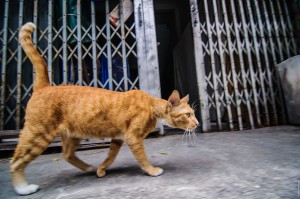 Streets Of Bangkok Cat (Парк Benjakiti и улицы Бангкока.)