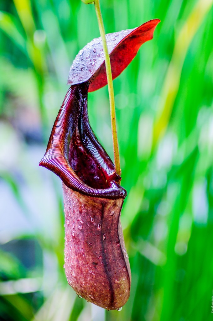 A Nepenthes pitcher. Кувшиночник.