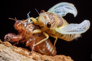 Cicada Few Seconds After Metamorphosis (Насекомые Таиланда: Как линяют цикады)