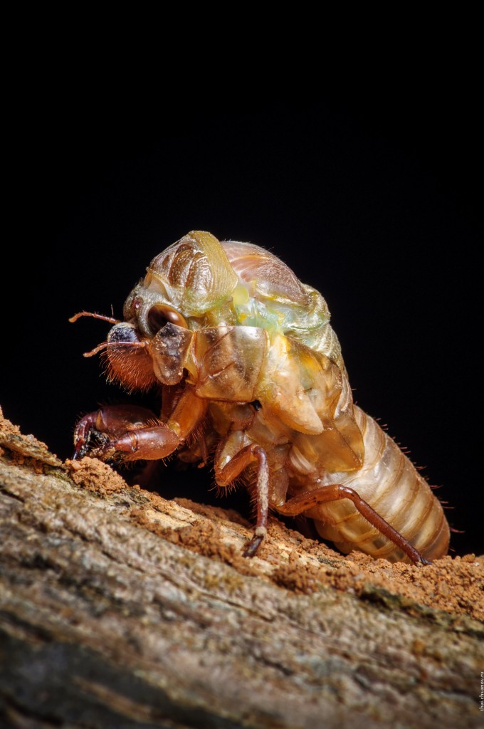 Cicada Metamorphosis Timeline 03 (Насекомые Таиланда: Как линяют цикады)