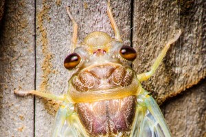 Cicada Right After Metamorphisis Macro Photo (Насекомые Таиланда: Как линяют цикады)