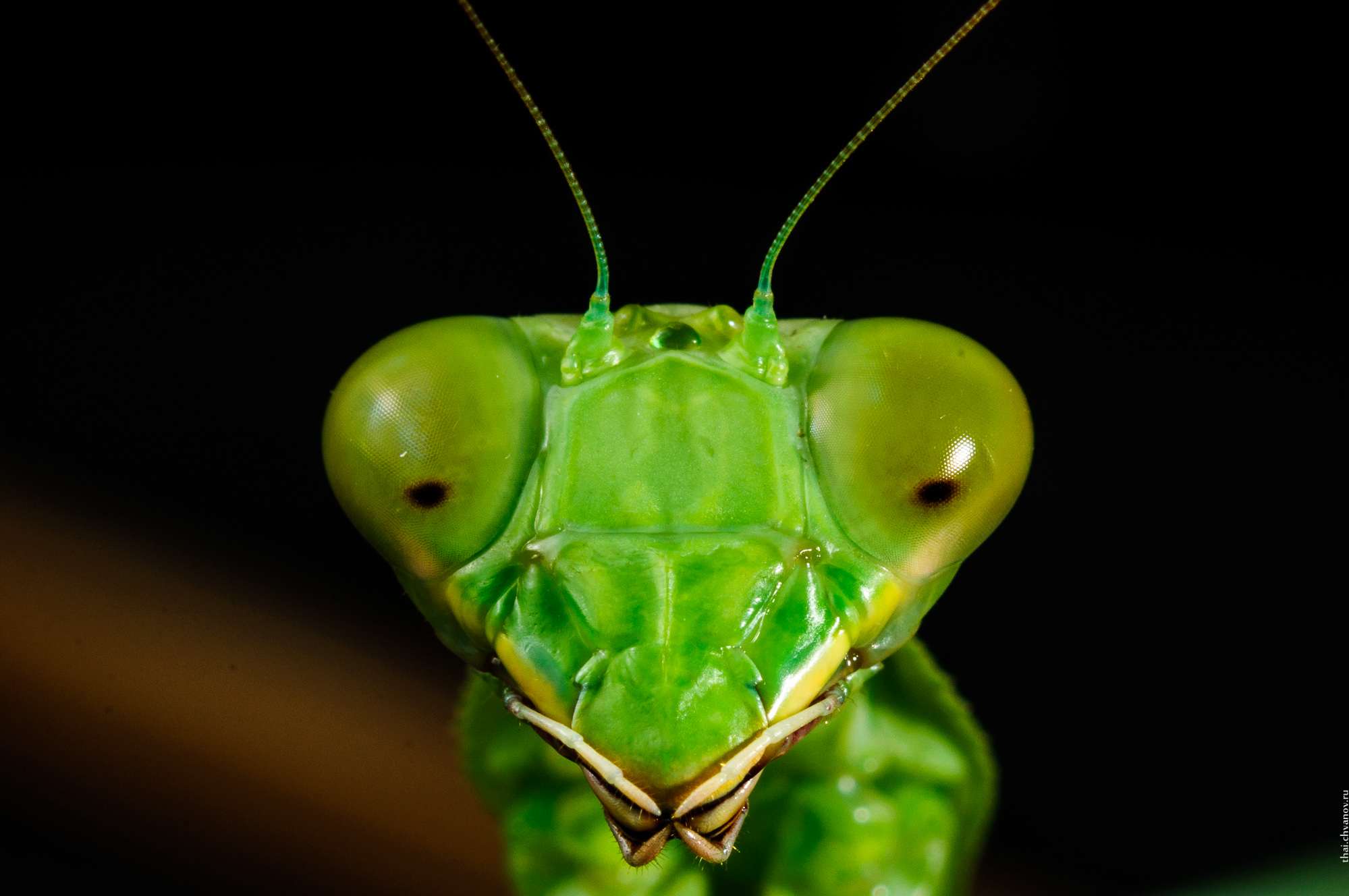 Глаза богомолов. Богомол в Тайланде. Rhombodera basalis. Богомол зеленый. Насекомые Тайланда.