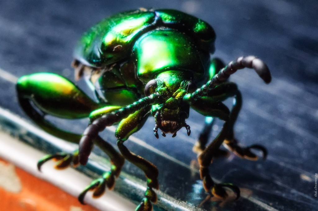 Зелёный диско быдло жук.