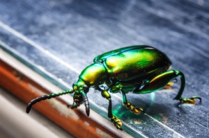 Shiny Green Bug 06 (Насекомые Таиланда: Блестящий жук.)