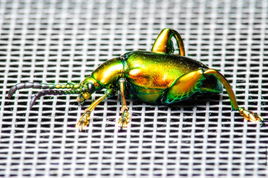Вот так зелёный жук выглядит на сетке антимоскитной.