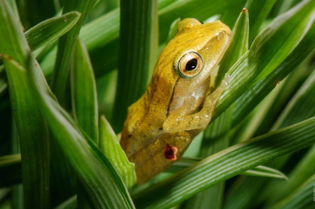 Лягушёнок золотой древесной жабы в траве.