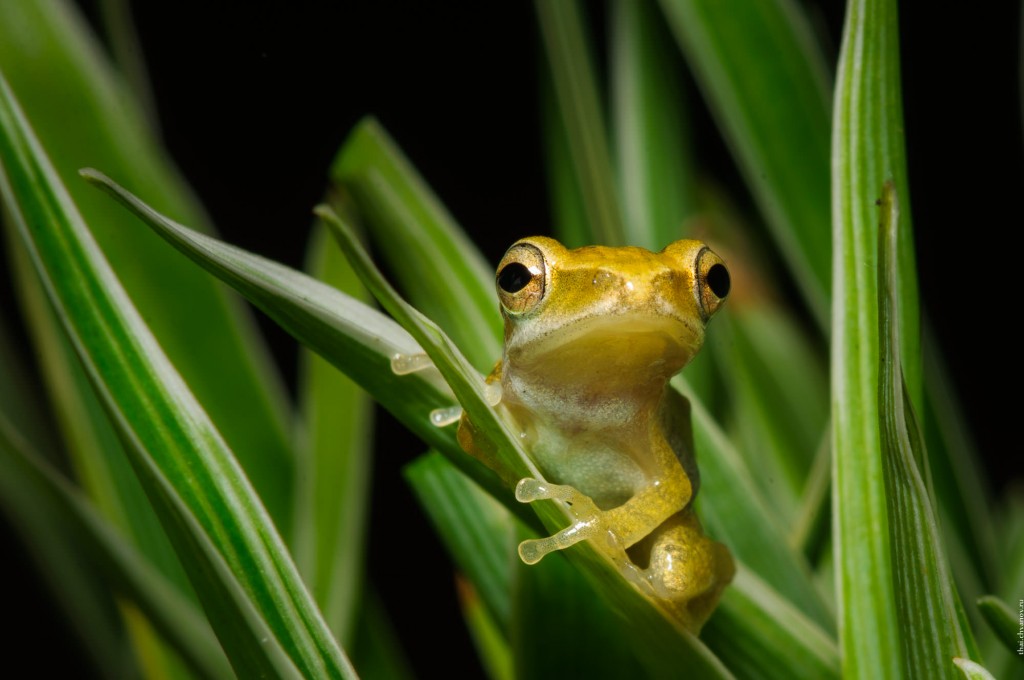 Лягушёнок золотой древесной жабы. Polypedates leucomystax.