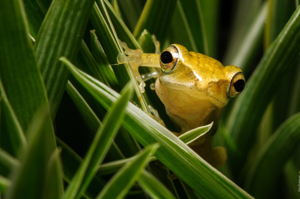 Золотая древесная жаба. Polypedates leucomystax.