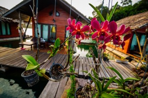 Орхидеи. (Отель на воде — Keeree Warin, озеро Чео Лан)