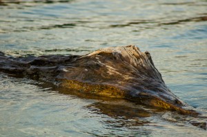 Морёная деревяшка которая ночью выглядит как крокодил (Отель на воде — Keeree Warin, озеро Чео Лан)