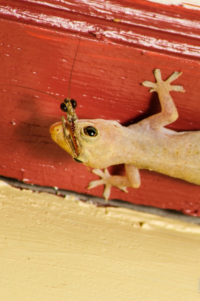 Gecko Feeding (Геккон и богомол. Почти матрёшка.)