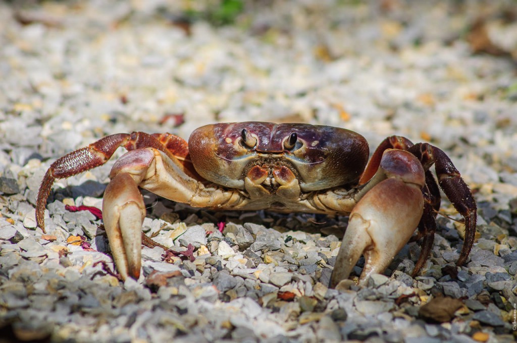 Cardisoma carnifex, Chicken crab, Hairy legged mountain crab