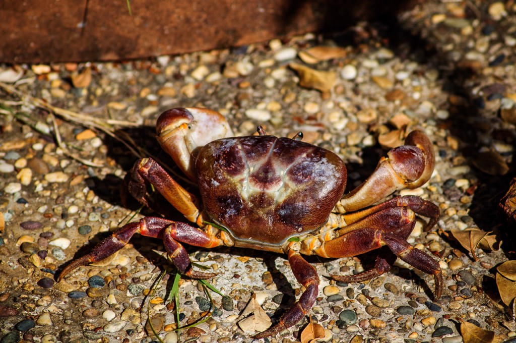 Cardisoma carnifex, Chicken crab, Hairy legged mountain crab