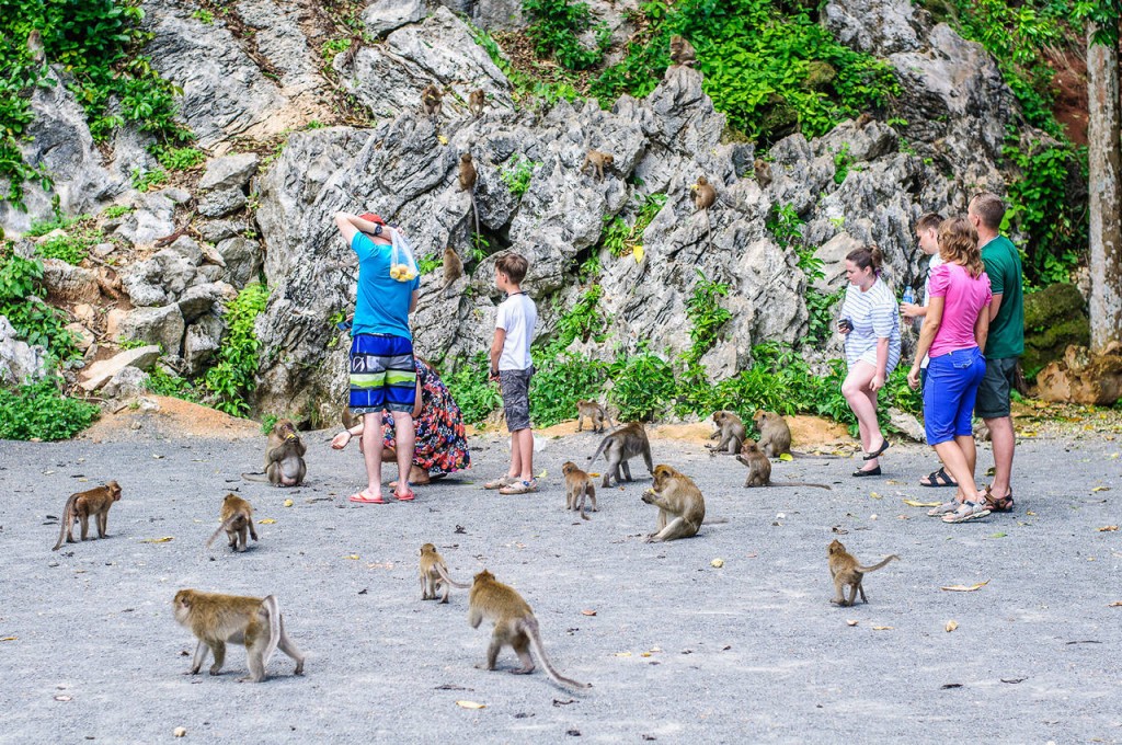 Туристы и обезьяны