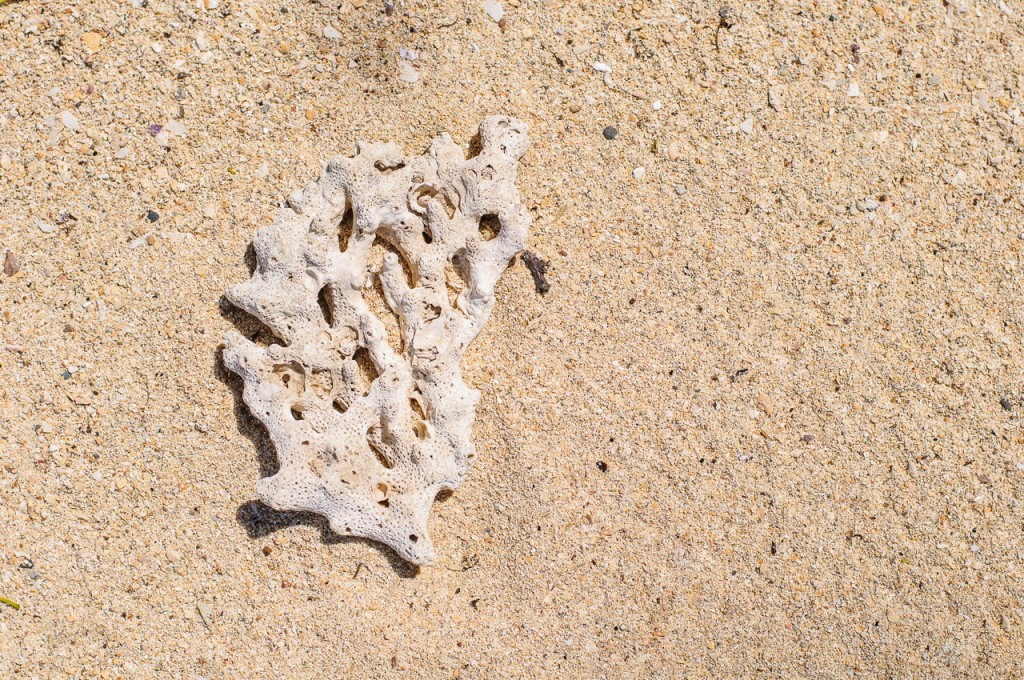 Коралл и песок