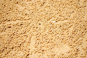 koh-yao-noi-sand-crab-making-sand-pellets (Остров Ко Яо Ной)