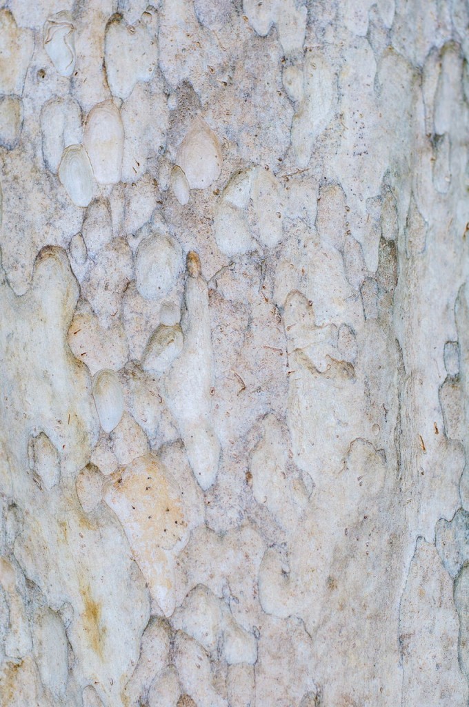 Текстура дерева (Остров Ко Яо Ной)