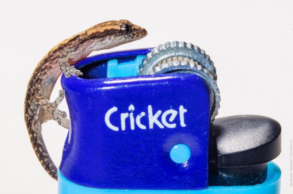 Для понимания размера - этот геккончик на зажигалке Cricket