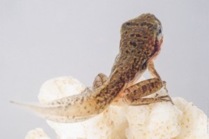Макро фото головастика со вспышкой (Головастик древесной лягушки за день до метаморфозы)