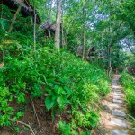 Дорожка вдоль домиков через джунгли
