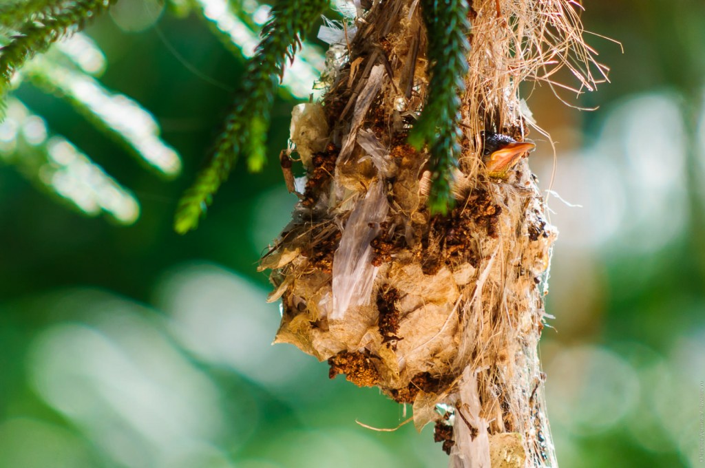 Птенец желтобрюхой нектарницы выглядывает из гнезда.
