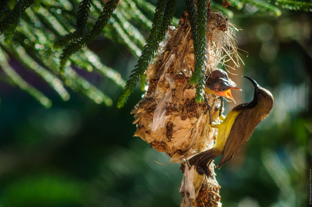 Самец желтобрюхой нектарницы на гнезде с птенцами