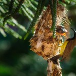 Самец желтобрюхой нектарницы на гнезде с птенцами