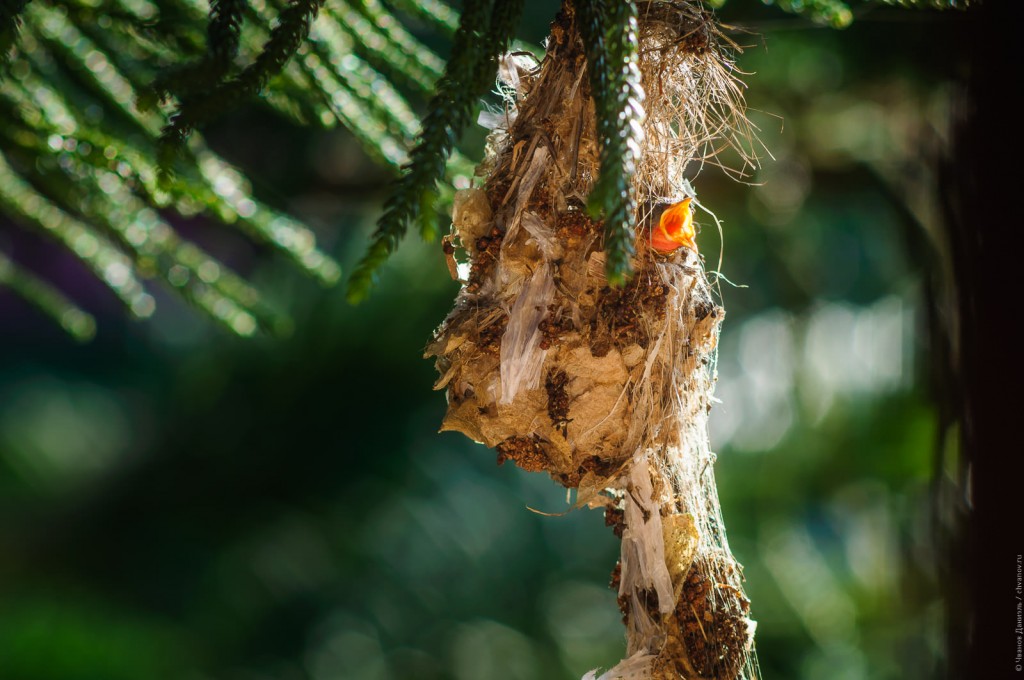 Птенец желтобрюхой нектарницы в гнезде просит еды