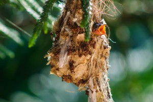 Птенцы желтобрюхой нектарницы в гнезде. (Желтобрюхий солнцептиц и его птенцы.)